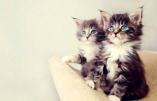 娱乐吃瓜酱小猫被薅起来,薅猫事件背后的真相